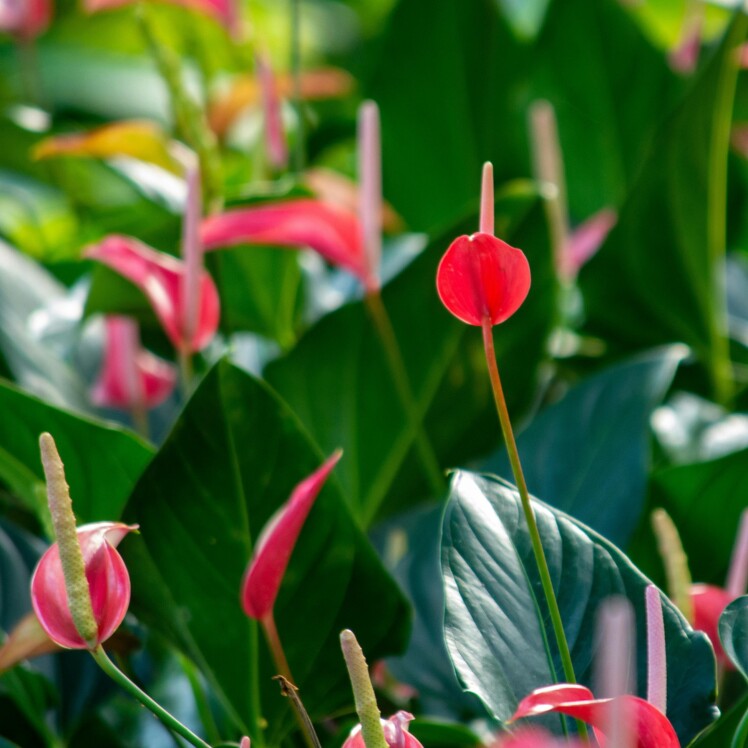 تامین مستقیم از گلخانه